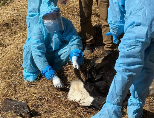 अछामको पञ्चदेवल विनायकमा रेबिज पुष्टि, सतर्कता अपनाउन आग्रह