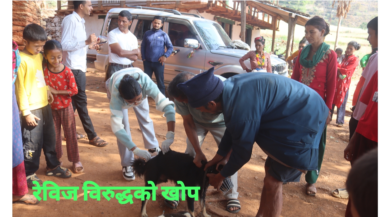 फल्टाने र सुनदेवीमा ४२ कुकुर लाई रेविज विरुद्धको ख‍ोप लगाईयो